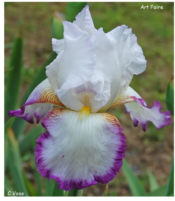 Art Faire Historic Iris Preservation Society
